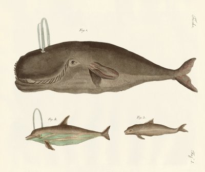 Three Kinds of Whales by German School